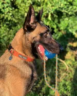 Fell Dog Drench Waterproof Collar - Orange Mountains-4