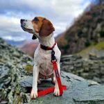 Fell Dog Drench Waterproof Lead - Orange Mountains-2
